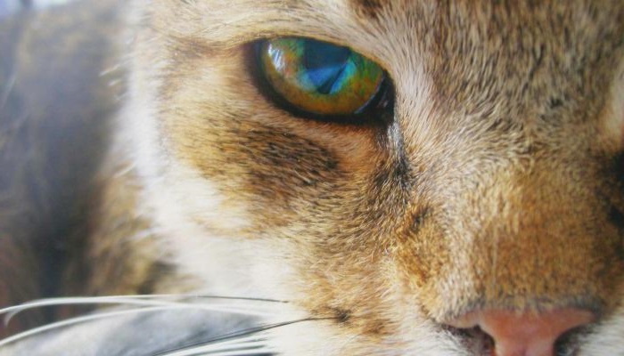 почему у кошек грязные глаза как отмыть