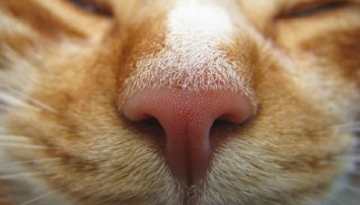 почему +у кошки горячий нос