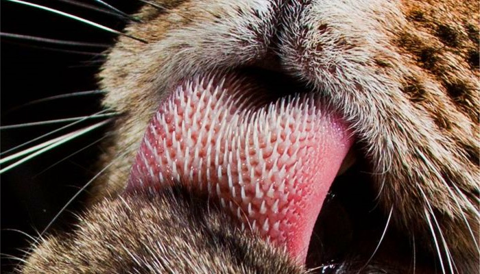 почему +у кошки шершавый язык