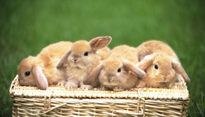 сколько кроликов рожает крольчиха