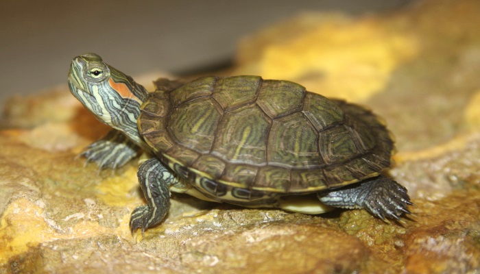 сколько лет живут красноухие черепахи