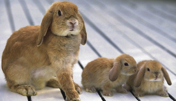 сколько времени кролики вынашивают крольчат