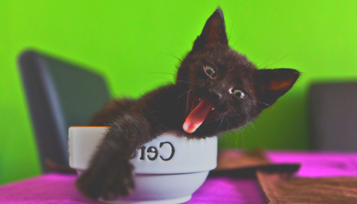 зачем кошка закапывает миску с едой