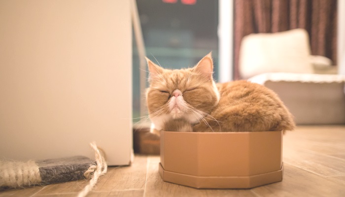 почему кошки любят сидеть в коробках