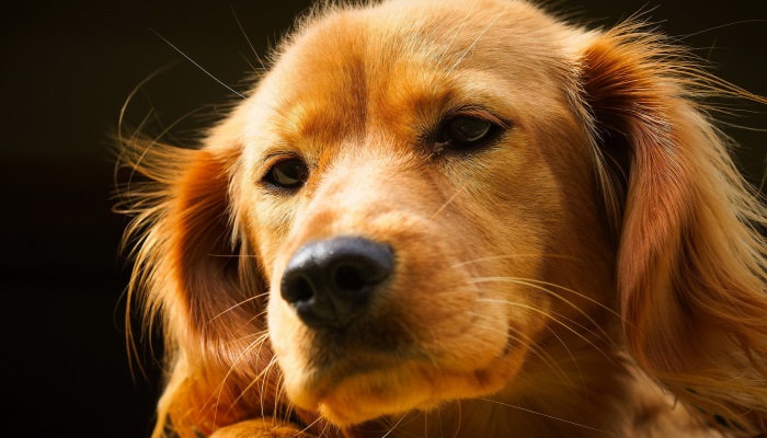 Почему сохнет нос у собаки
