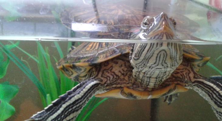Почему мутнеет вода у черепах