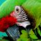 Почему попугай постоянно чешется