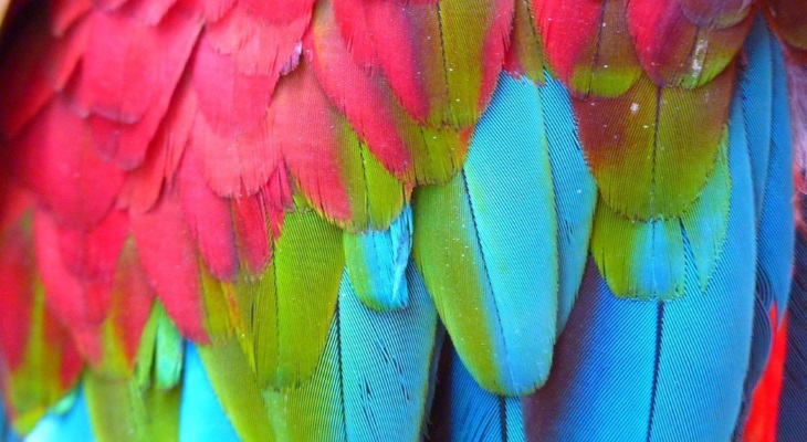 Почему у попугая выпадают перья из хвоста