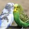 Почему у попугая зеленый помет