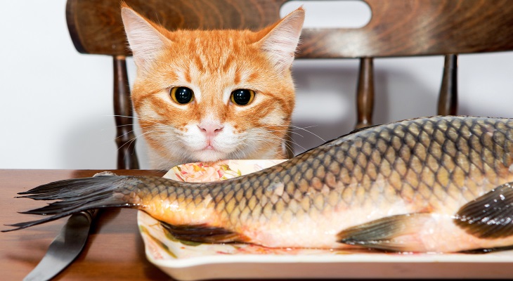 Чем лучше кормить кошку домашней едой