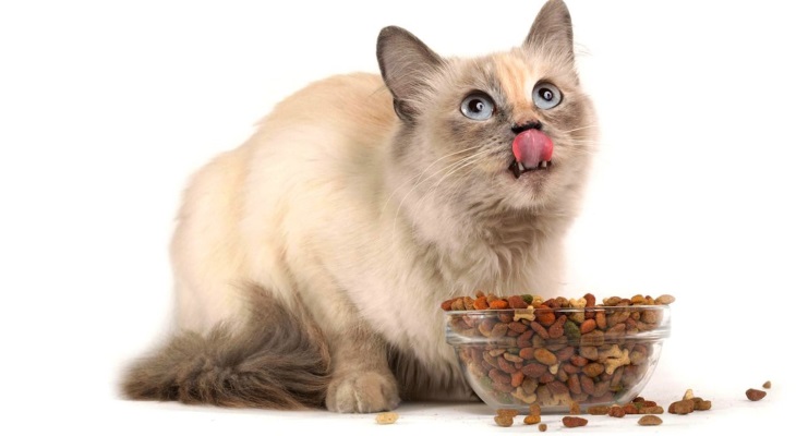 Как правильно кормить кошек кормами