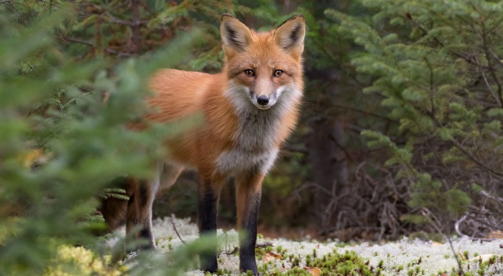 Что едят лисы в лесу