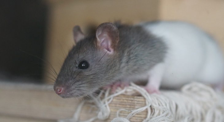 Почему декоративные крысы чешутся