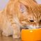 Что любят есть кошки