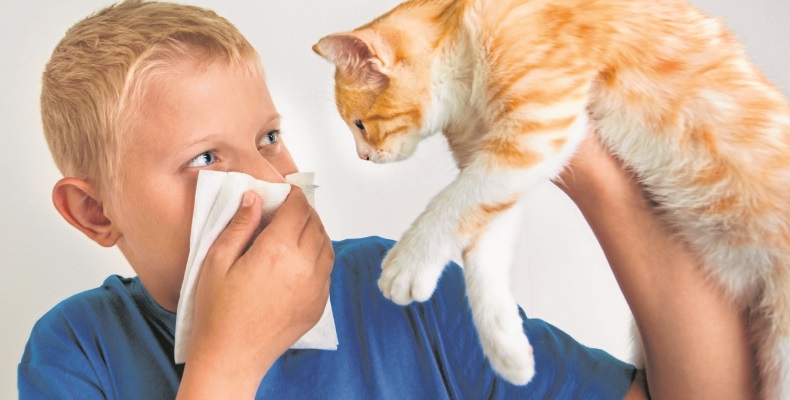 Как узнать есть ли аллергия на кошек?